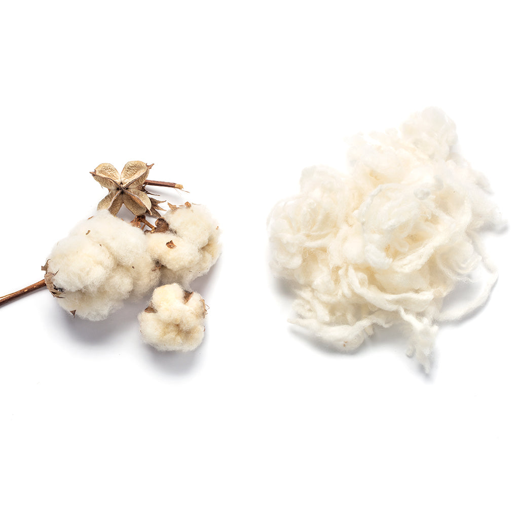 cotton bolls and handful of raw merino wool