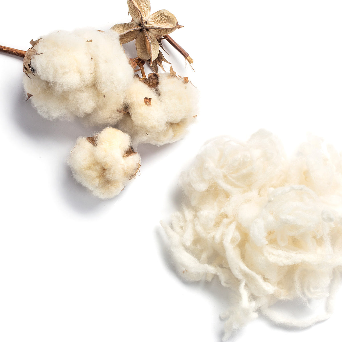 raw cotton bolls and merino wool fiber on a white background