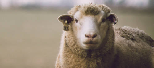 close up of a sheep with a full coat of wool