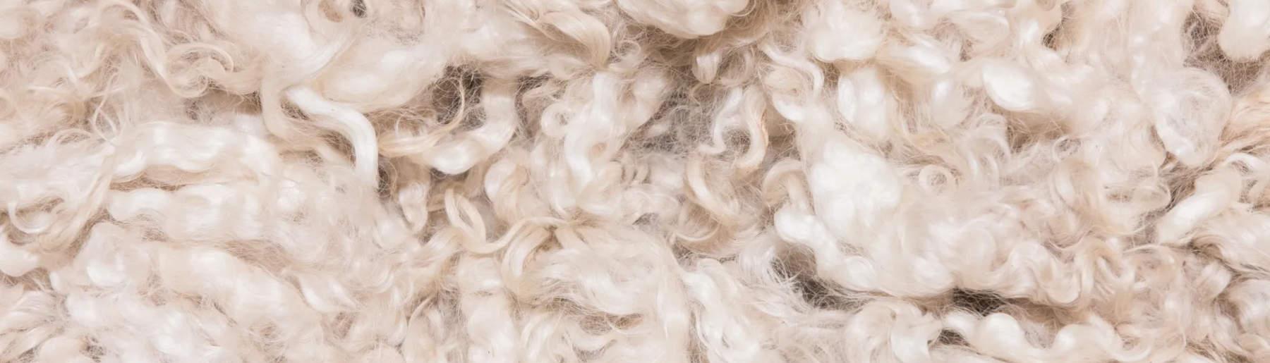 close up image of raw merino wool