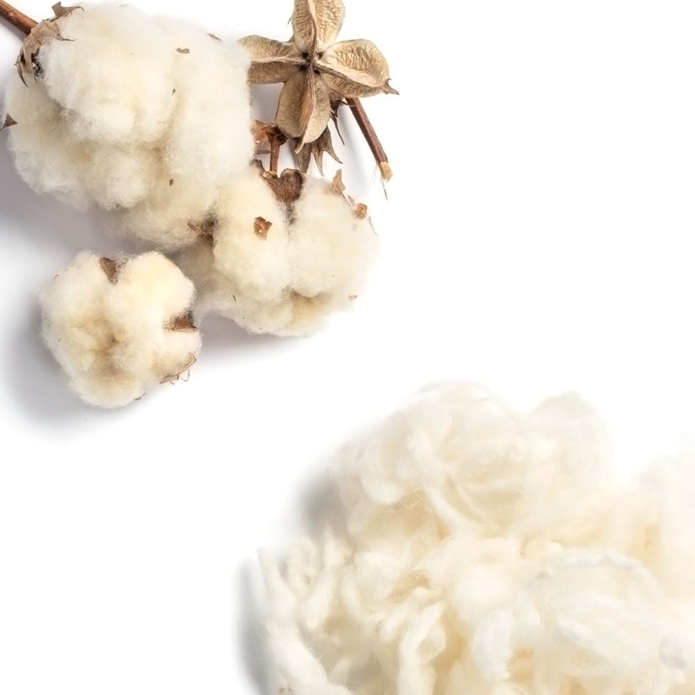 Raw cotton bolls and loose wool fiber on a white background, with a small dried cotton seed pod at the top.