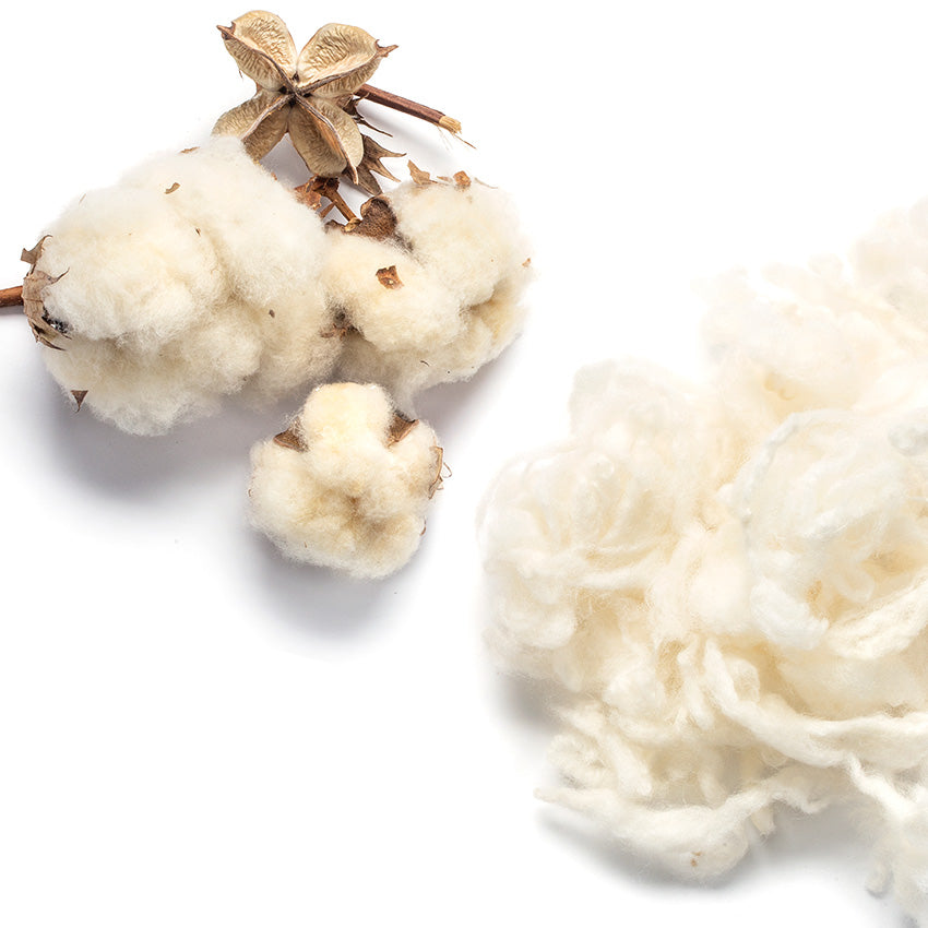 cotton bolls and raw merino wool on white background